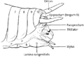 Abdomen-of-a-male-bushcricket-showing-the-position-of-the-cerci-and-titillators-A.png