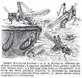 Rocky Mountain Locust oviposition.jpg