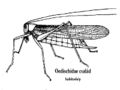 006A oedischidae.jpg