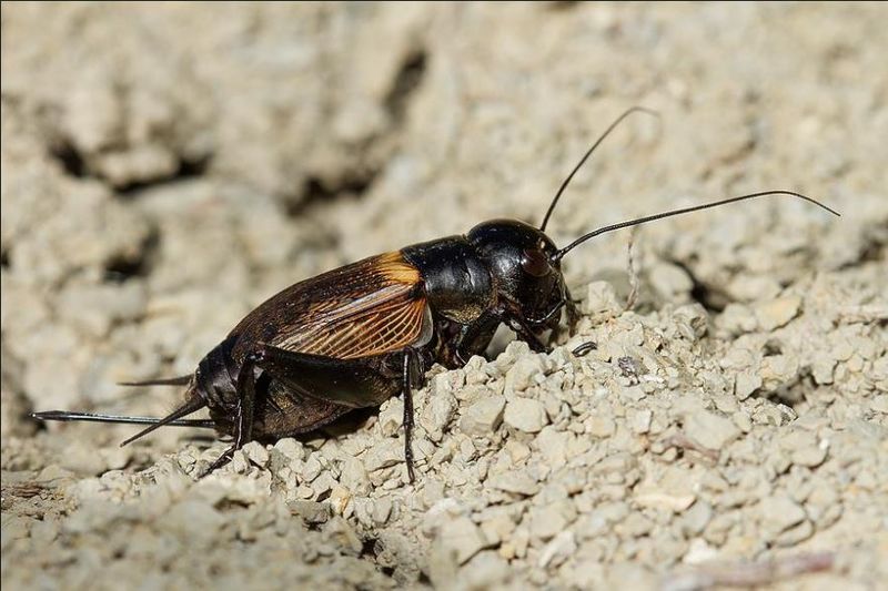 Fájl:Mezei tucsok imagepoitou.wix .jpg