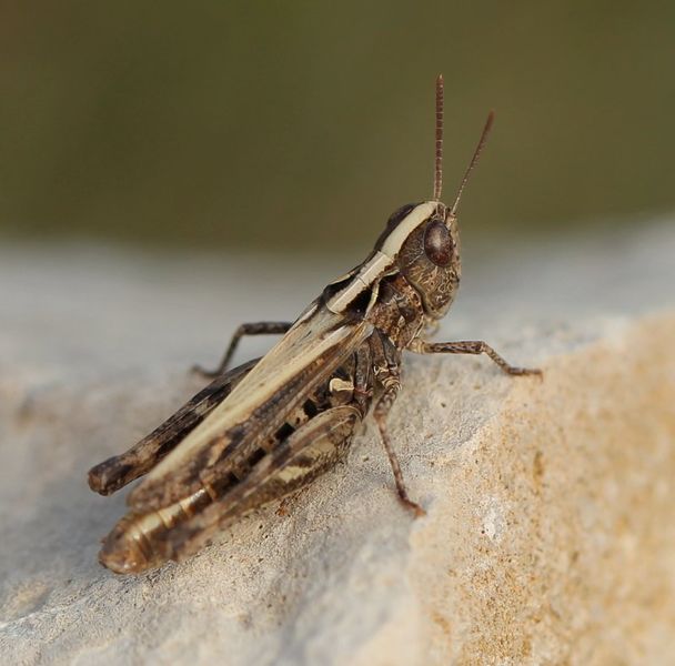 Fájl:0517 Omocestus-petraeus-fm.jpg