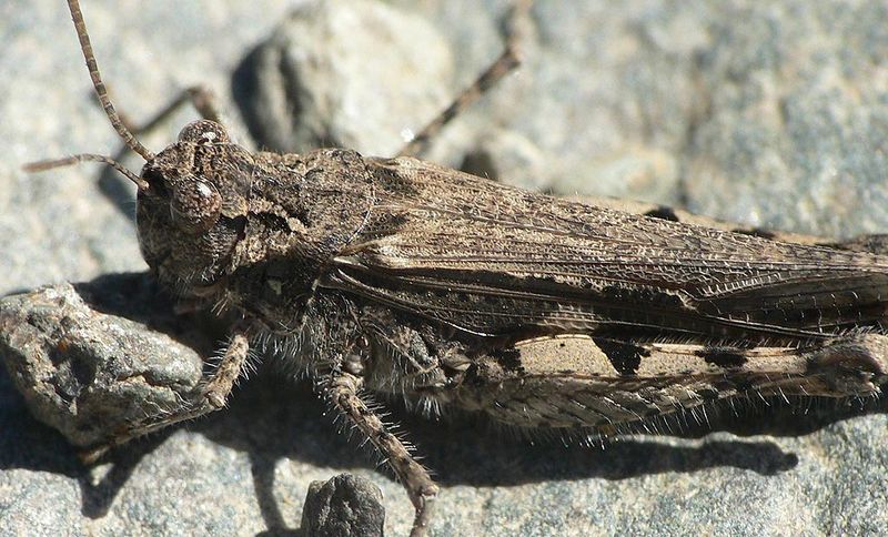 Fájl:0400 Acrotylus insubricus.jpg