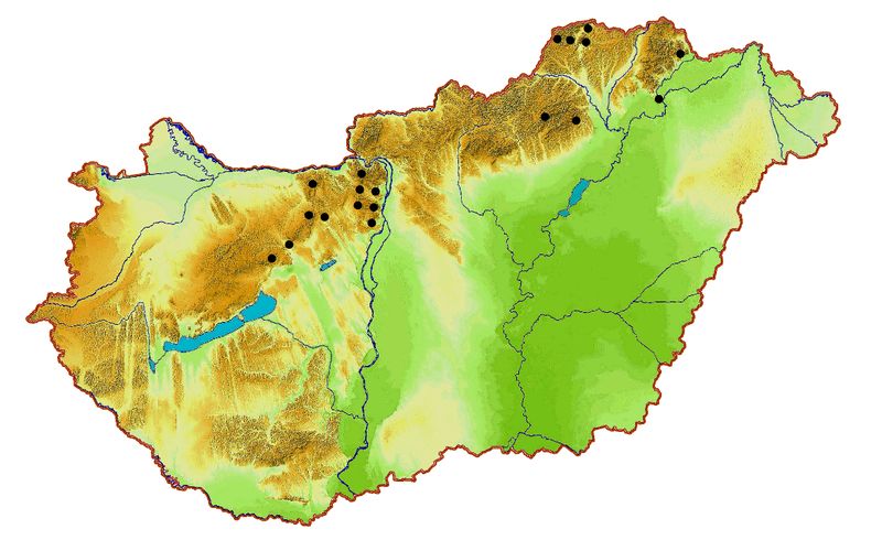 Fájl:Stenobothrus e.jpg