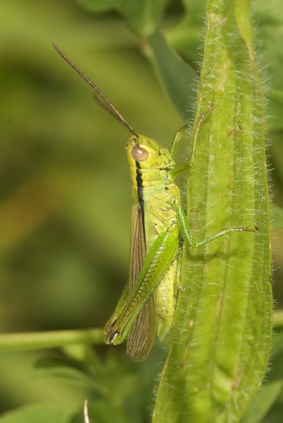 Fájl:Mecostethus parapleurus.jpg