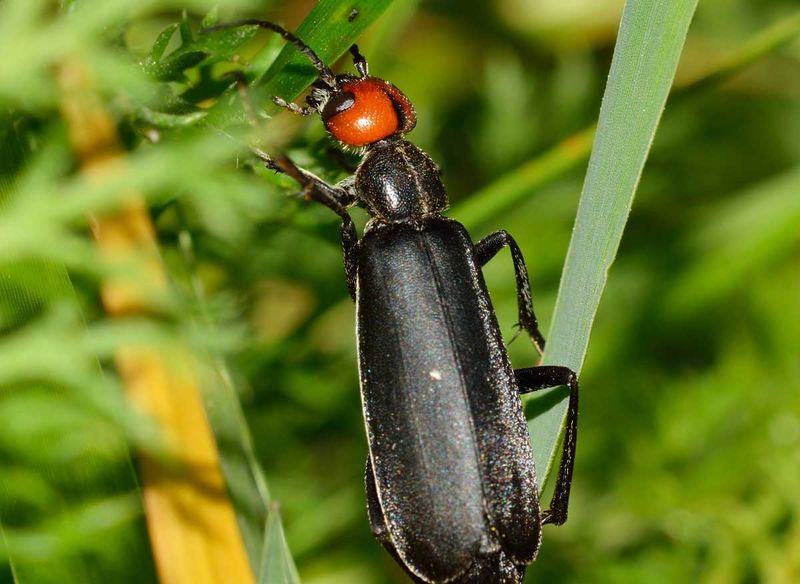Fájl:Epicauta rufidorsum.jpg