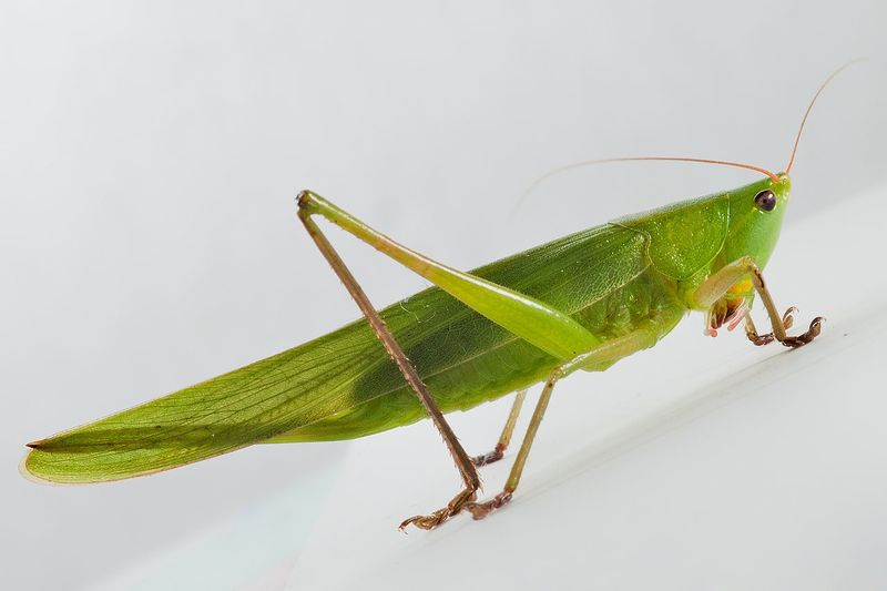 Fájl:0080A Ruspolia nitidula.jpg