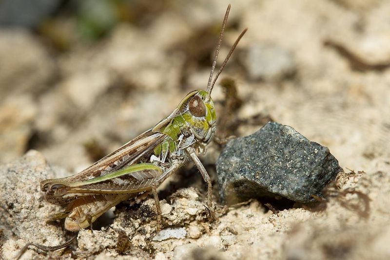 Fájl:0516 Omocestus-petraeus-m.jpg