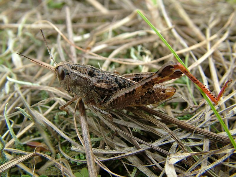 Fájl:Paracaloptenus caloptenoides NagyA.JPG