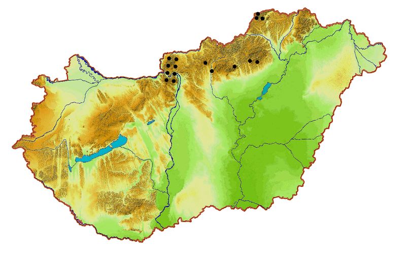 Fájl:Paracaloptenus c.jpg