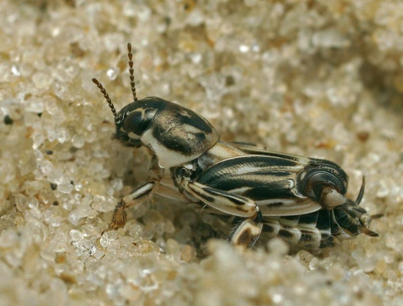 Fájl:Xya variegata.jpg