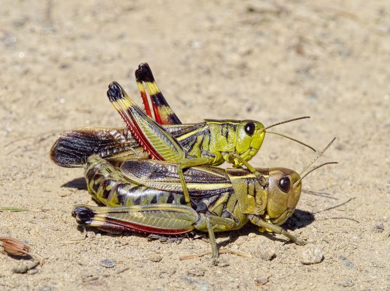 Fájl:44614350791 65303da78d o.jpg