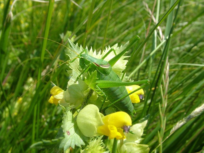 Fájl:Isophya costata NagyA.jpg