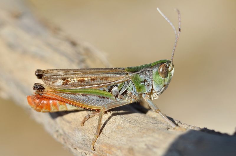 Fájl:Stenobothrus nigromaculatus male.jpg