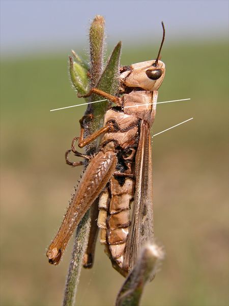 Fájl:Entomophaga grylli.jpg