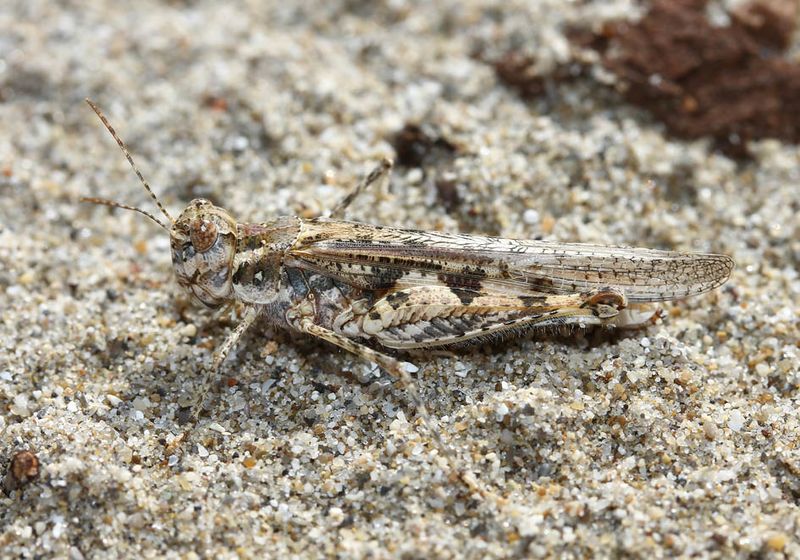 Fájl:0410 Acrotylus longipes.jpg