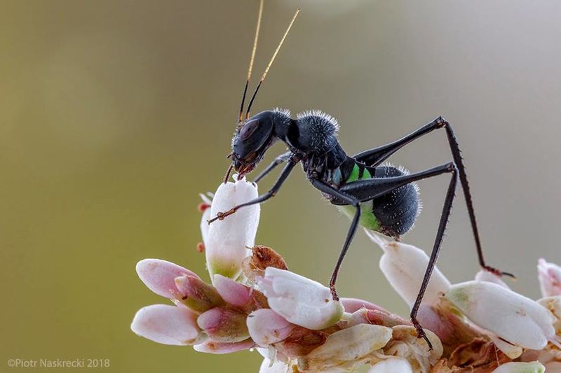 Fájl:Eurycorypha sp.jpg