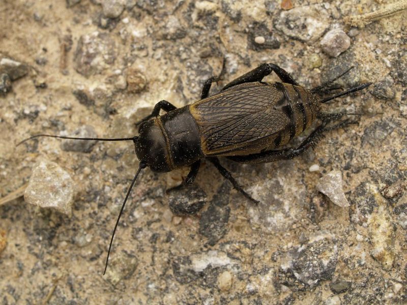 Fájl:0251 Gryllus campestris.jpg
