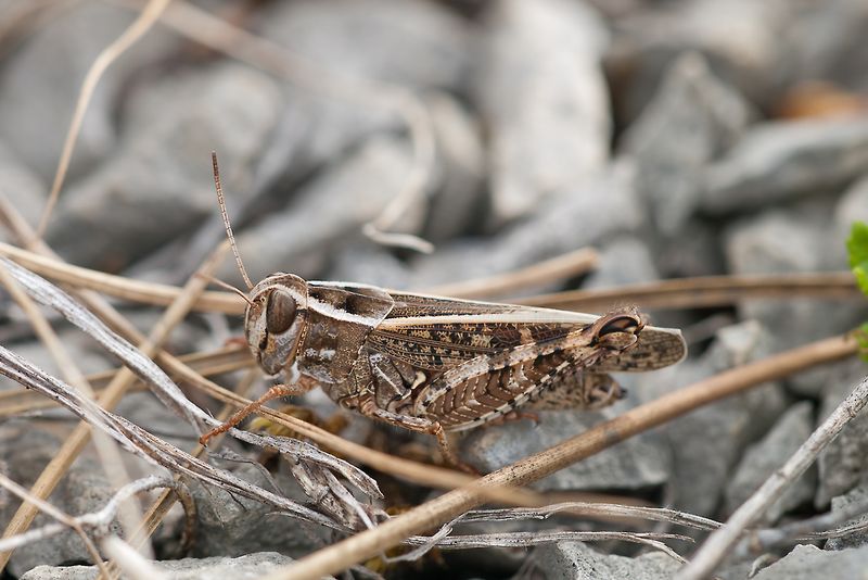 Fájl:0330 Calliptamus barbarus.jpg