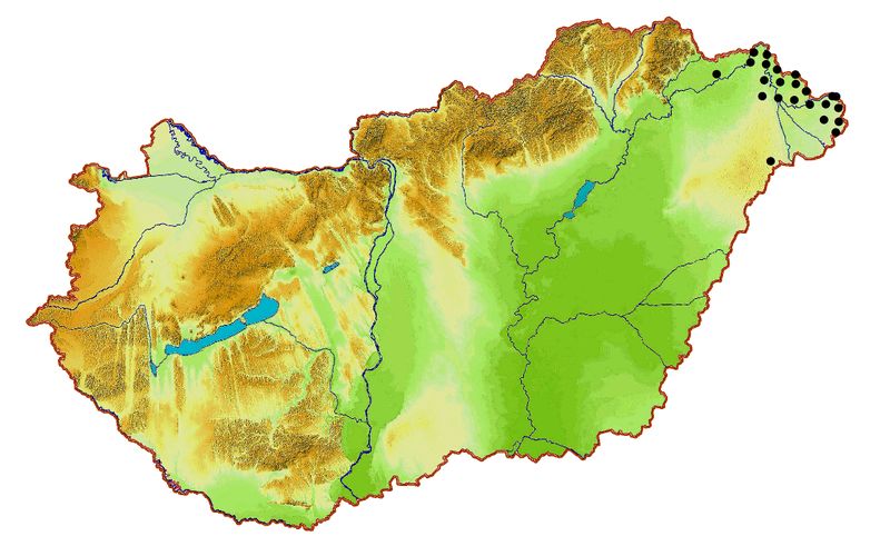 Fájl:Odontopodisma r.jpg