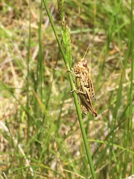 Fájl:0493 Stenobothrus stigmaticus fm.jpg