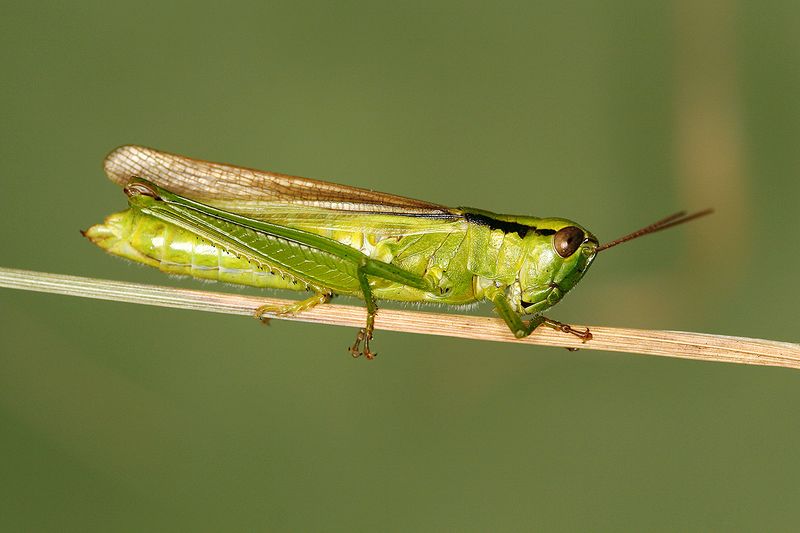 Fájl:Mecostethus parapleurus Kocarek.jpg